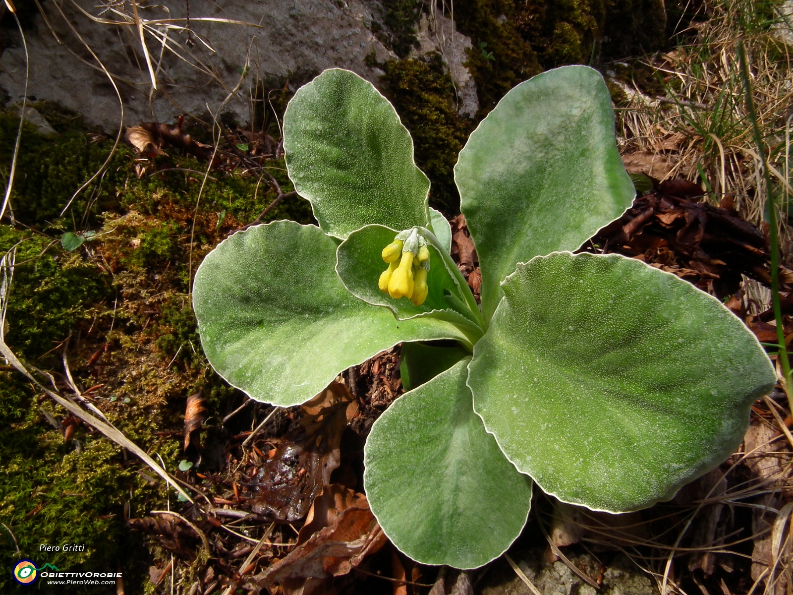 37 Orecchia d'orso quasi in fiore....JPG